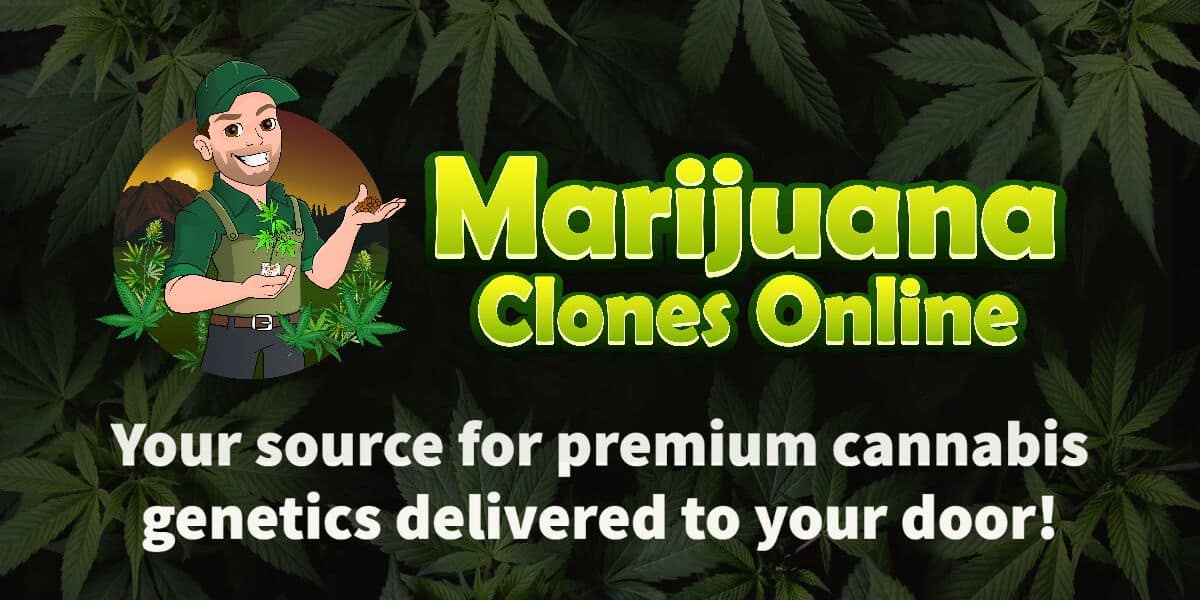 Marijuana Clones Online - The Cannabis Community