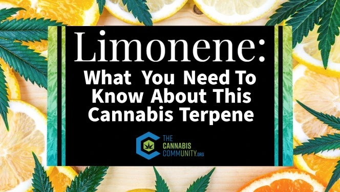 LImonene- What you need to know about this cannabis terpene