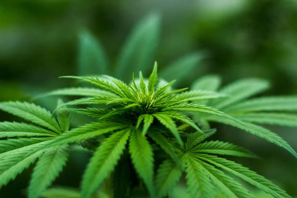 Close-up of a cannabis plant with lush green leaves and a prominent bud at the center, set against a blurred green background.