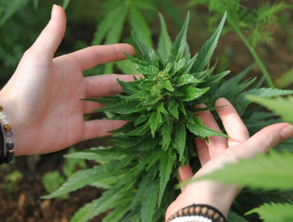 A person's hands gently holding a budding cannabis plant, with visible green leaves in sharp focus against a blurred background.