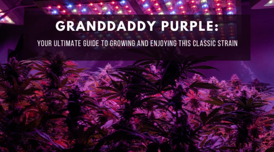 Granddaddy Purple: Your Ultimate Guide to Growing and Enjoying This Classic Strain