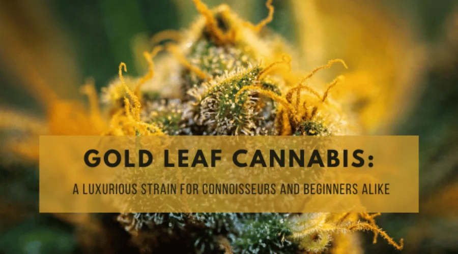 Gold Leaf Cannabis: A Luxurious Strain for Connoisseurs and Beginners Alike