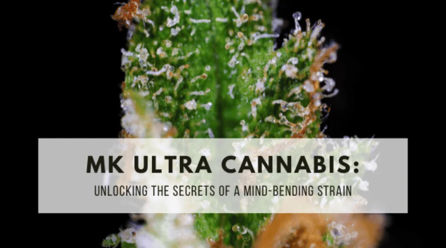 MK Ultra Cannabis: Unlocking the Secrets of a Mind-Bending Strain