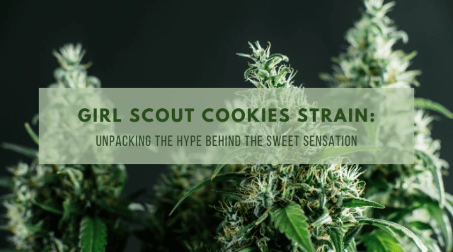 Girl Scout Cookies Strain: Unpacking the Hype Behind the Sweet Sensation