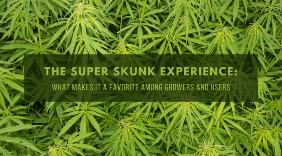 The Super Skunk Experience: What Makes It a Favorite Among Growers and Users