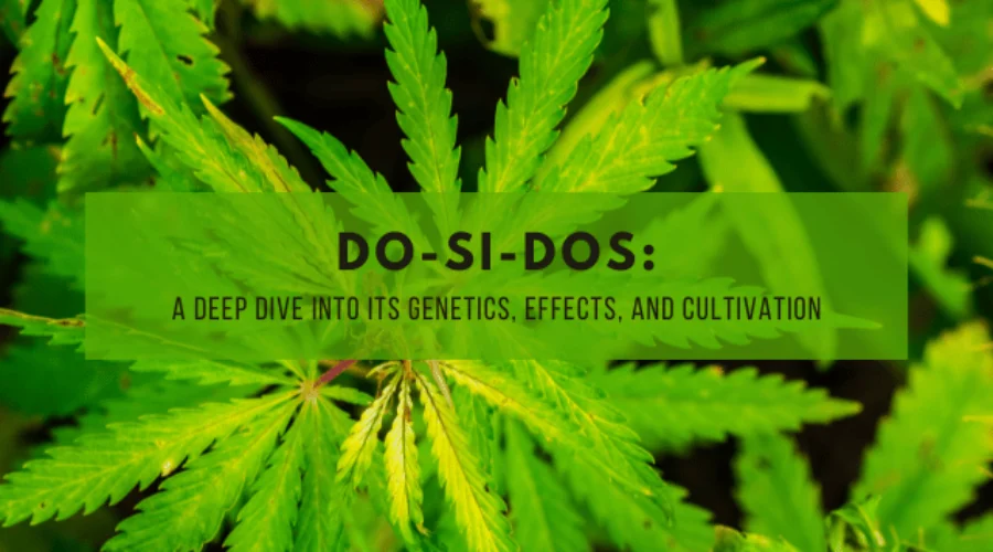 Do-Si-Dos: A Deep Dive into Its Genetics, Effects, and Cultivation