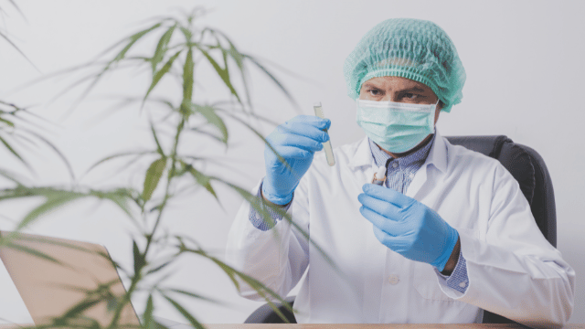 A scientist in a lab coat, mask, and hairnet examines a vial with a cannabis plant in the foreground.