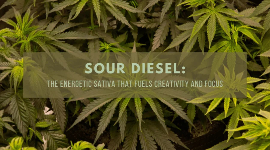 Sour Diesel: The Energetic Sativa That Fuels Creativity and Focus