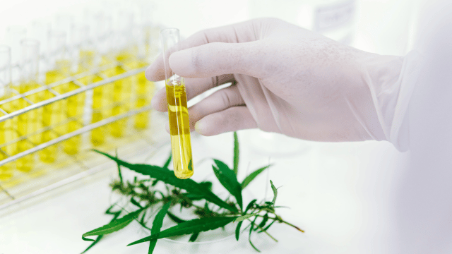A gloved hand holds a test tube filled with yellow liquid, with cannabis leaves and more test tubes in a rack in the background.