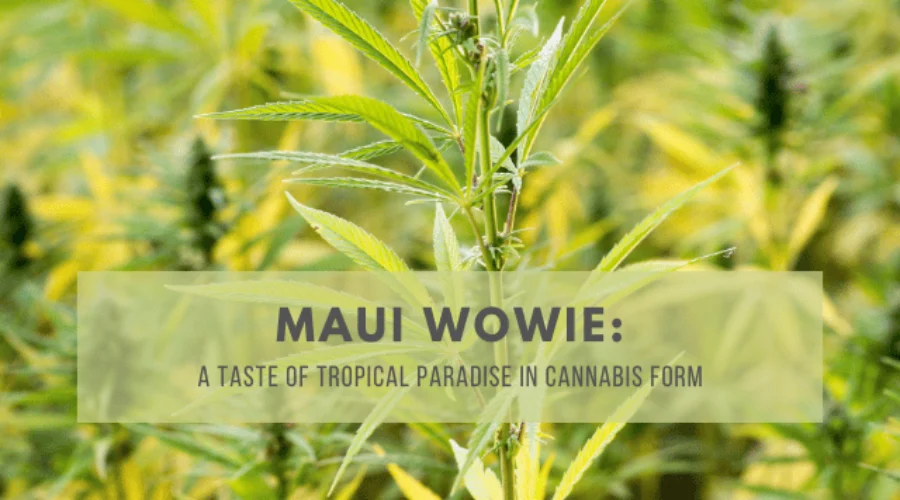 Maui Wowie: A Taste of Tropical Paradise in Cannabis Form