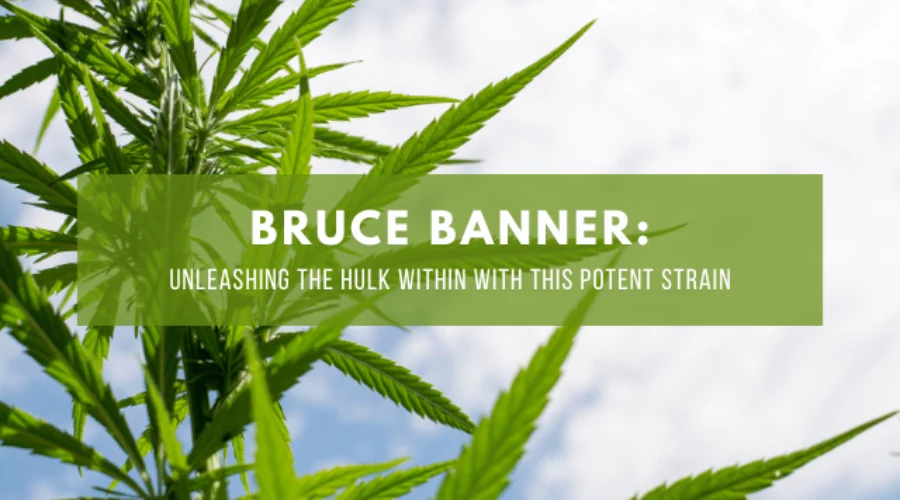 Bruce Banner: Unleashing the Hulk Within with This Potent Strain