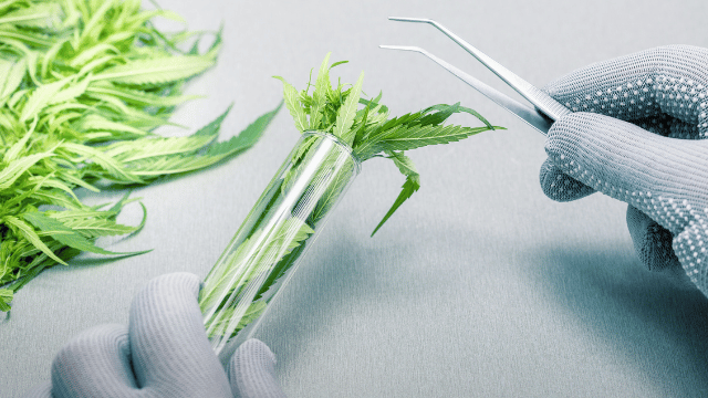 A person wearing gloves uses tweezers to place green plant leaves in a test tube on a gray surface.