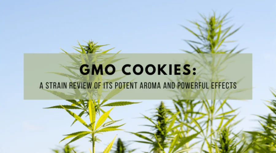 GMO Cookies: A Strain Review of Its Potent Aroma and Powerful Effects