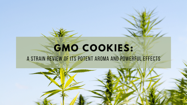 Outdoor cannabis plants with a text overlay "GMO Cookies: A Strain Review of Its Potent Aroma and Powerful Effects.