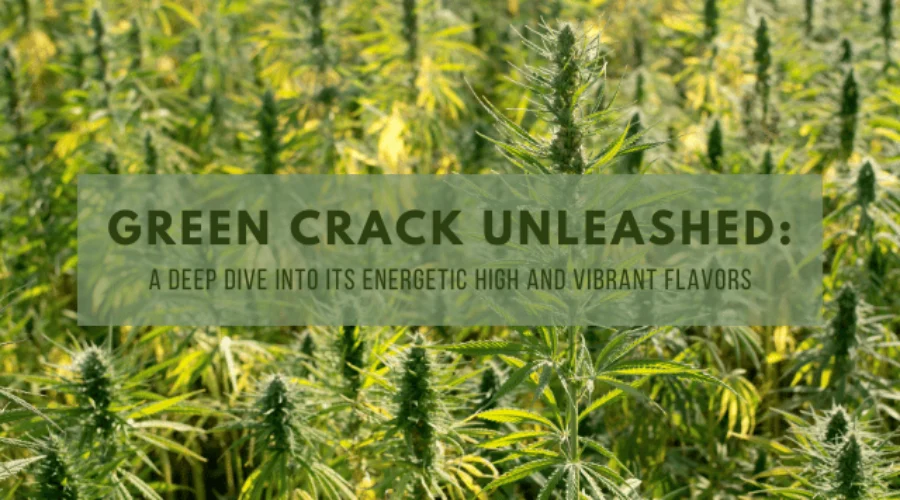 Green Crack Unleashed: A Deep Dive into Its Energetic High and Vibrant Flavors