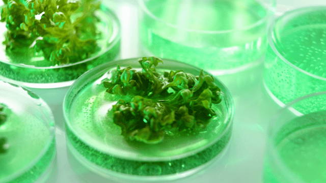 Petri dishes containing green plant specimens growing in a laboratory setting.