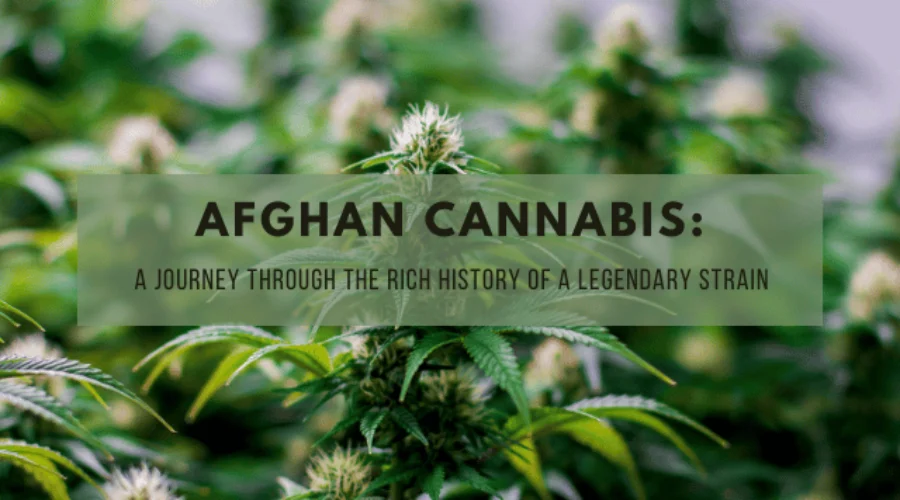 Afghan Cannabis: A Journey Through the Rich History of a Legendary Strain