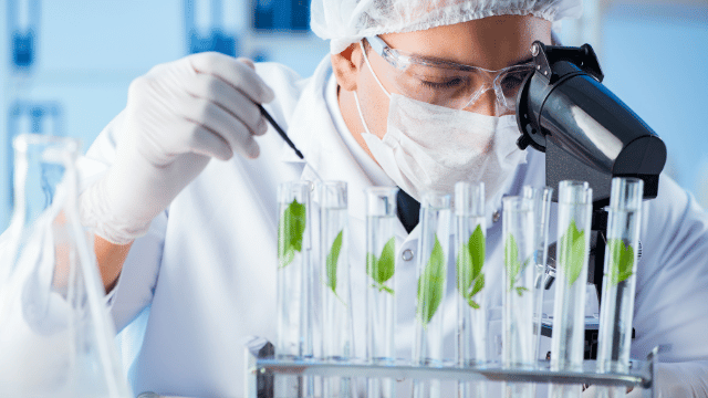 A scientist wearing protective gear works with green plant samples in a laboratory, using a pipette and examining through a microscope.