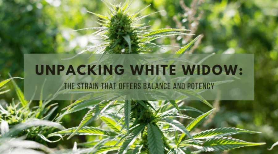 Unpacking White Widow: The Strain That Offers Balance and Potency