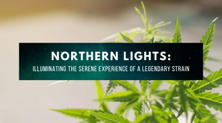 Northern Lights: Illuminating the Serene Experience of a Legendary Strain