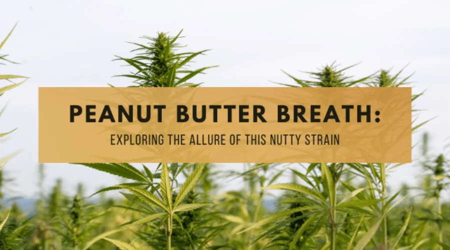 Peanut Butter Breath: Exploring the Allure of This Nutty Strain