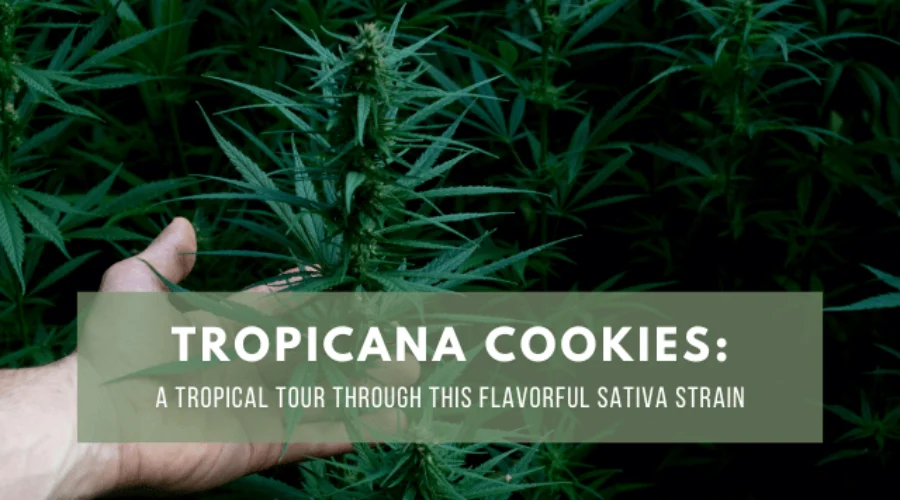 Tropicana Cookies: A Tropical Tour Through This Flavorful Sativa Strain