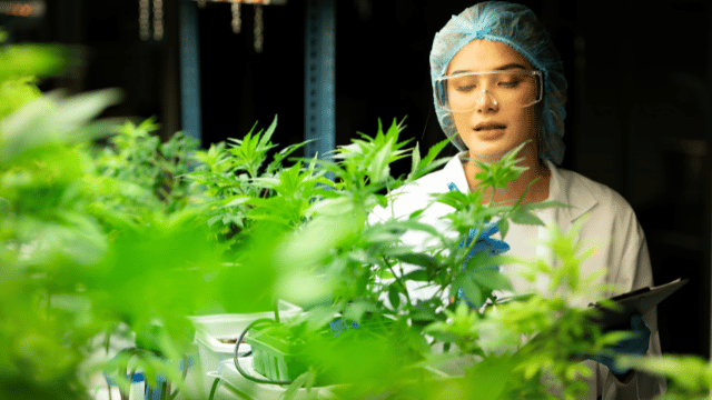 A person in protective clothing and glasses examines green plants in a controlled environment.