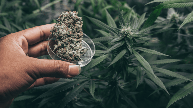 A hand holds a glass dish containing a cannabis bud next to a cannabis plant with green leaves.