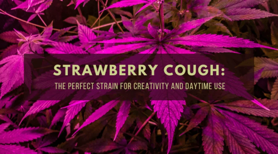 Strawberry Cough: The Perfect Strain for Creativity and Daytime Use
