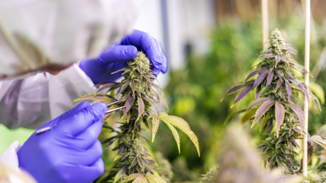 A person wearing purple gloves examines a cannabis plant using tweezers. The plant has green and purple leaves.