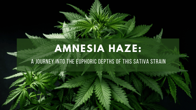 A close-up view of Amnesia Haze cannabis plant with green leaves. Text overlay reads: 