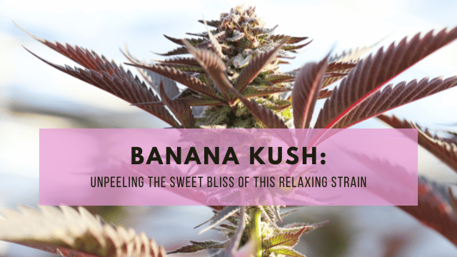 Close-up image of a Banana Kush cannabis plant with reddish leaves and a bud, overlaid with text: 