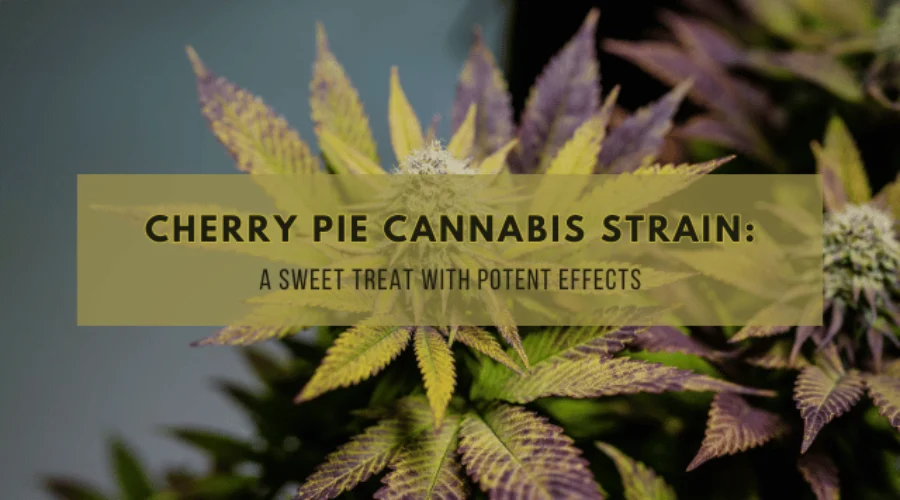 Cherry Pie Cannabis Strain: A Sweet Treat with Potent Effects