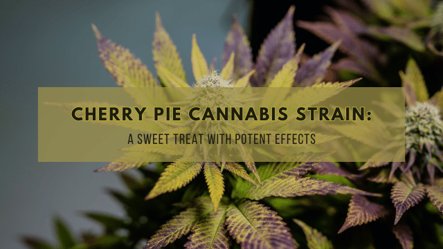 Close-up of the Cherry Pie cannabis strain with green and purple leaves. Text overlay reads: 
