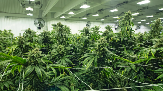 Indoor cannabis cultivation room with numerous marijuana plants under artificial lighting. The plants are supported by nets and fans are visible on the walls.