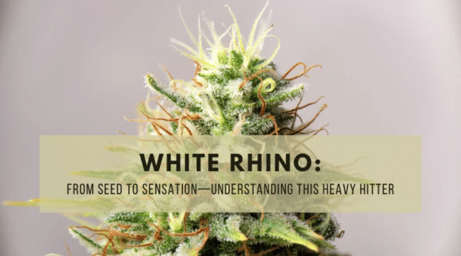 White Rhino: From Seed to Sensation—Understanding This Heavy Hitter