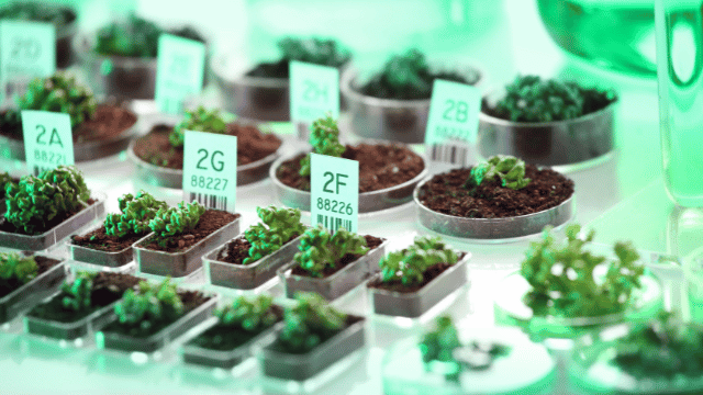 Small potted plants in labeled containers are arranged on a laboratory table with a green tint.