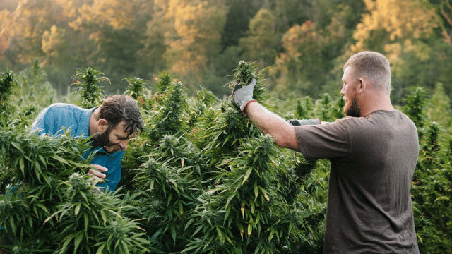 Two men harvesting cannabis plants in a lush, green field with trees in the background.