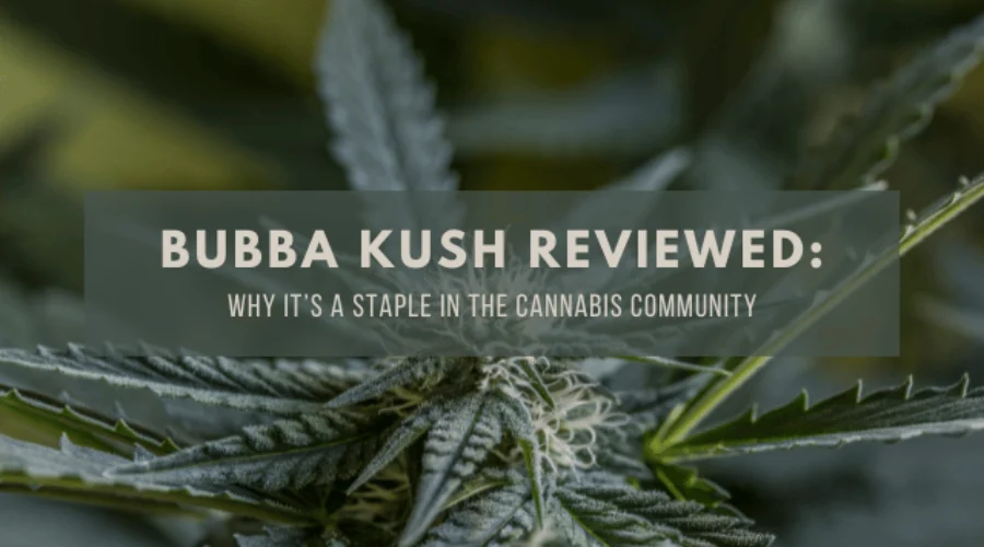 Bubba Kush Reviewed: Why It’s a Staple in the Cannabis Community