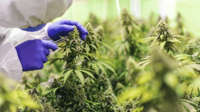 A person wearing gloves inspects a cannabis plant in a greenhouse.