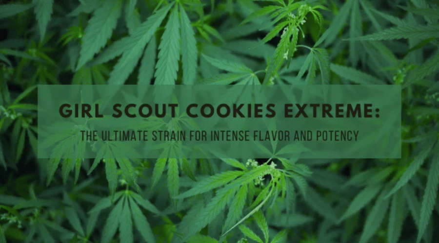 Girl Scout Cookies Extreme: The Ultimate Strain for Intense Flavor and Potency