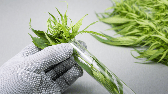 A gloved hand holds a test tube containing a cannabis plant, with more cannabis leaves in the background.