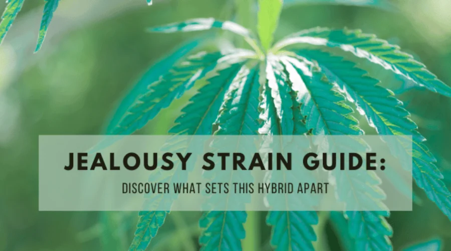 Jealousy Strain Guide: Discover What Sets This Hybrid Apart