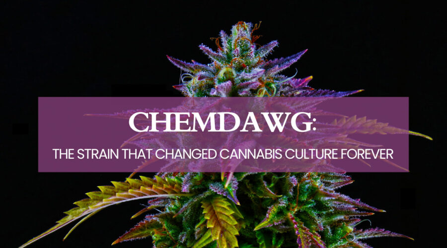 Chemdawg: The Strain That Changed Cannabis Culture Forever