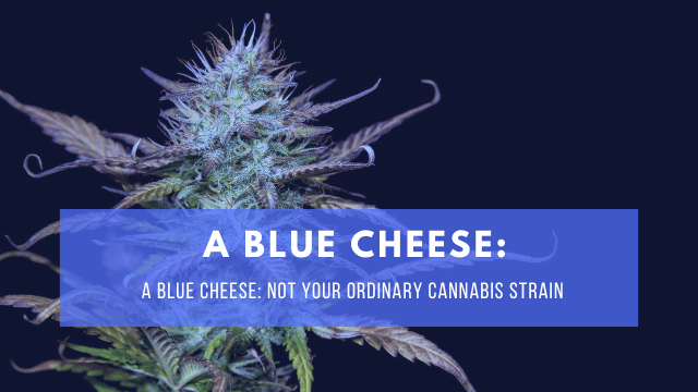 Close-up of a cannabis bud with text overlay saying: 