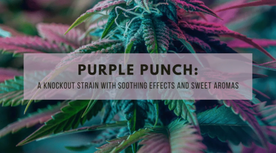 Purple Punch: A Knockout Strain with Soothing Effects and Sweet Aromas