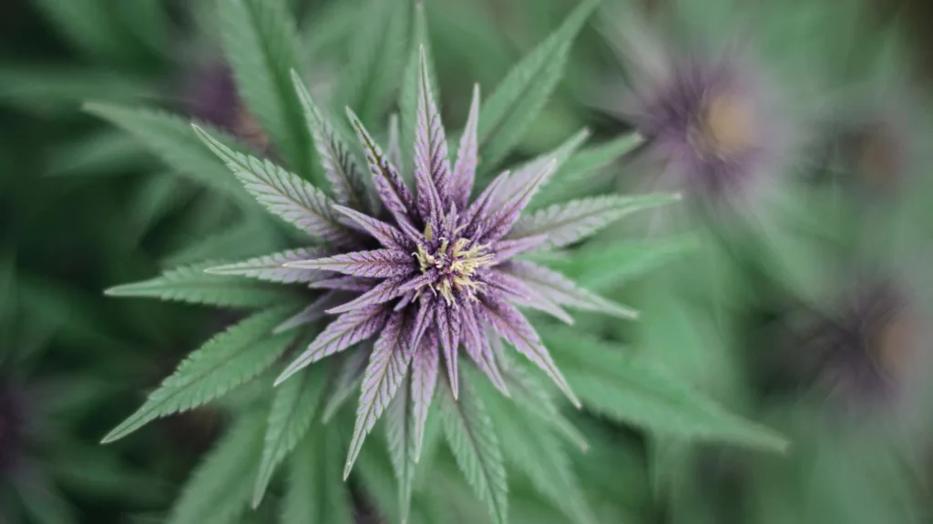Close-up of a Granddaddy Purple cannabis plant with green background.
