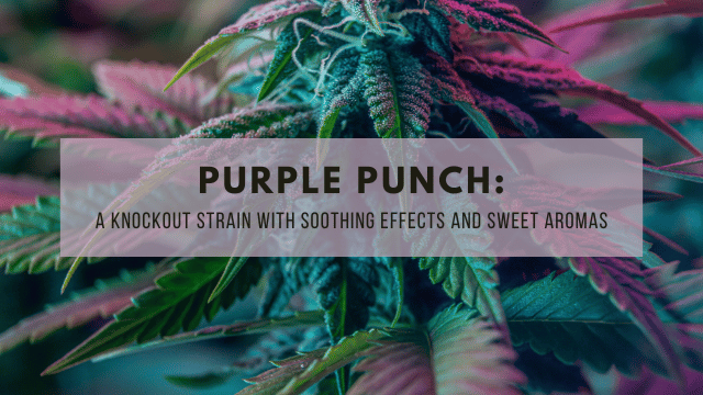 Close-up of cannabis plant with purple and green leaves under text that reads: 