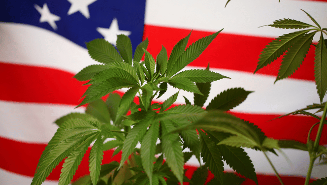 the American flag in th background and a lush green cannabis plant in the forground representing illinois supreme court ruling on weed smell.
