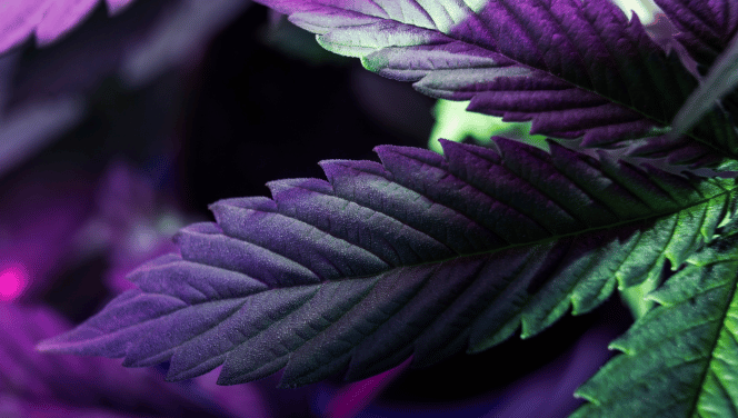 Close up of a cannabis leaf under purple UV Lighting.